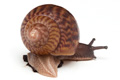 Achatina achatina achatina Ghana typ 1e juvenil